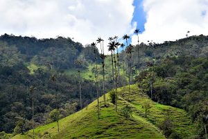 City of Cultures. Festival Colombia. Natuurtaferelen.