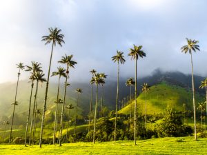 City of Cultures. Festival Colombia. Natuurtaferelen.